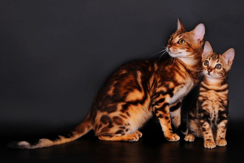 Bengal cats on a gray background