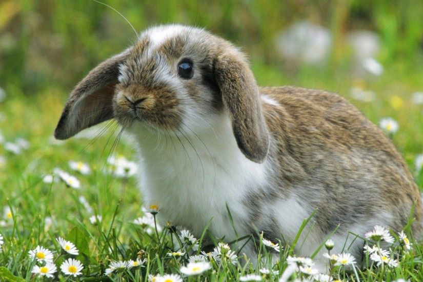 Cutest Wild Baby – Bunny HD Desktop Animals Wallpaper: Browse and Download  the latest high definition Animal wallpapers ! Check out now our  collection, ...