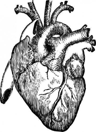 Black And White Pics Of Human Heart Human Heart Free Stock Photo - Public  Domain Pictures