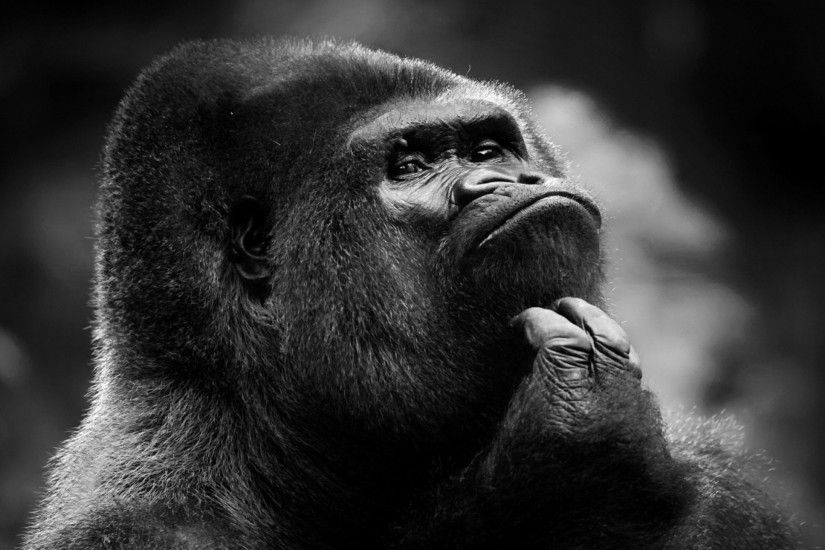 Gorilla, Monochrome, #HARAMBE:(