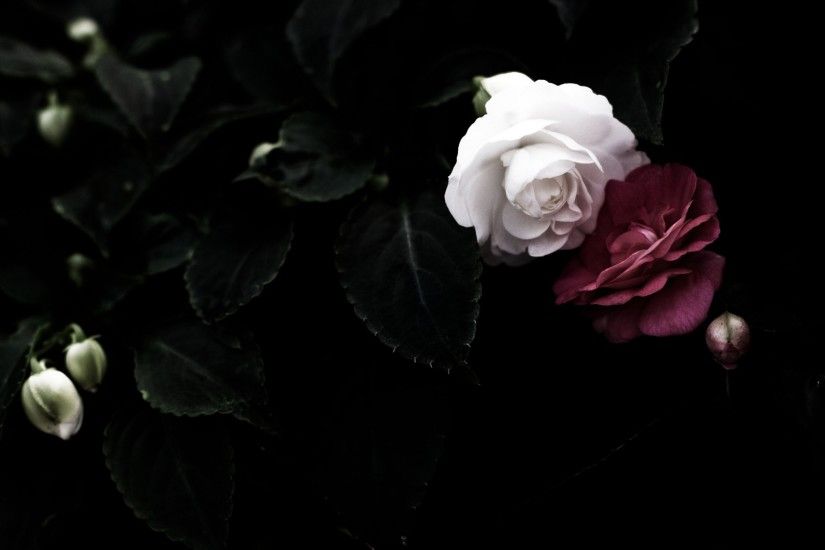 Black Rose Backgrounds Is Cool Wallpapers