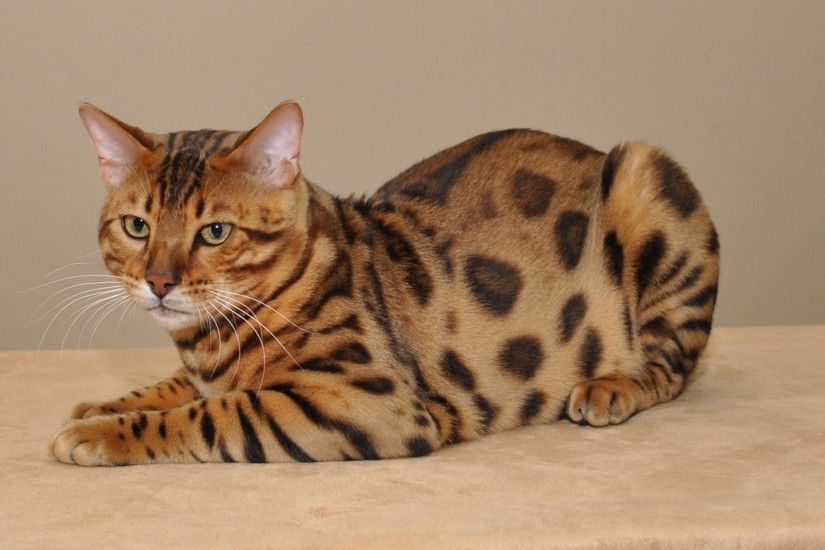 Bengal cat hd pics