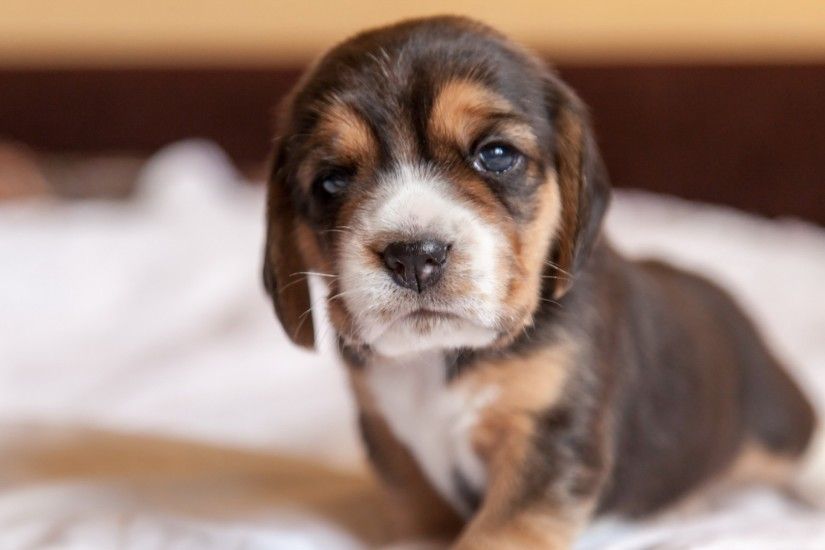 1920x1080 Wallpaper beagle, puppy, dog, muzzle