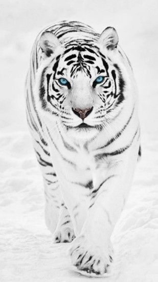 Siberian Tiger Wallpapers - Wallpaper Cave | Best Games Wallpapers |  Pinterest | Siberian tiger and Tiger wallpaper