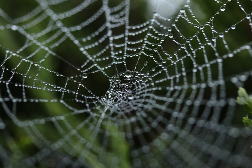 2560x1600 Wallpaper spider web, close-up, drops
