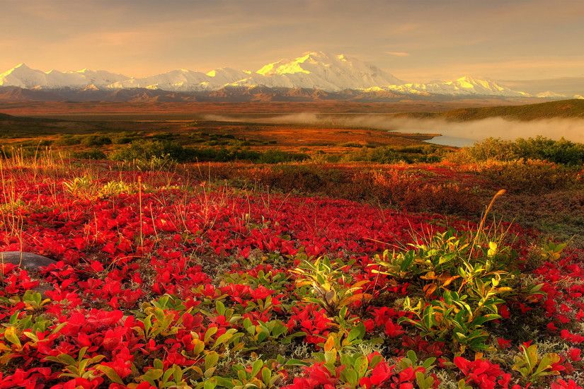 Alaska Beautiful Garden Red Rose