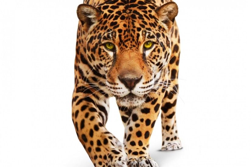 jaguar animals predator wild cat green eyes white background