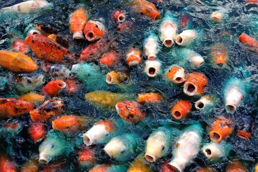Koi Fish Live Wallpaper for Android Free Downloadcom