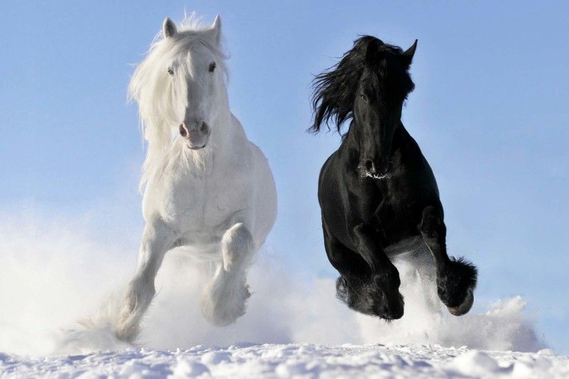 Images For > Wild Horses Wallpaper