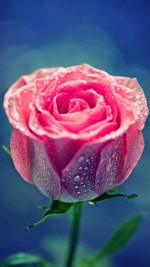 Pink Rose Dew Close Up iPhone 6 Plus HD Wallpaper ...
