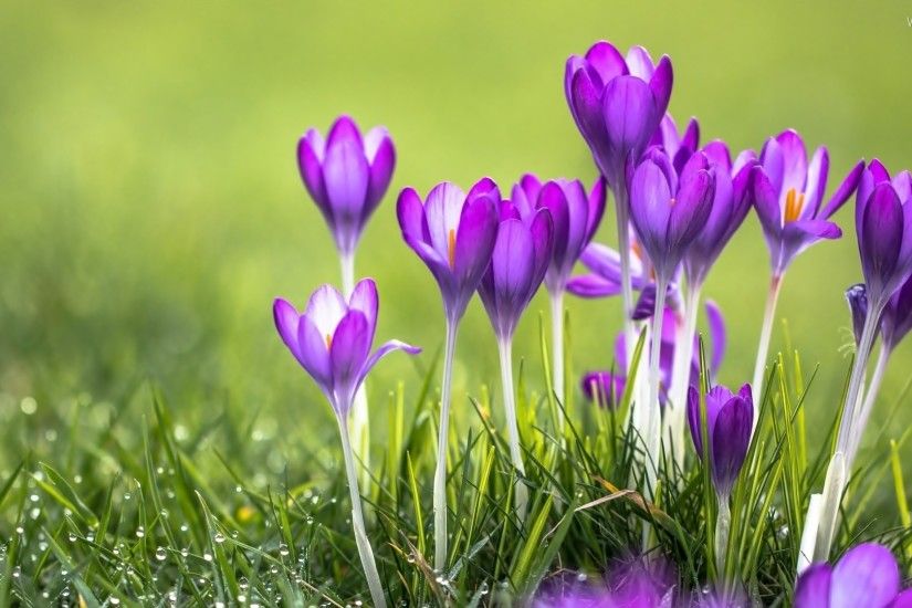 Spring, Meadow, purple, crocuses