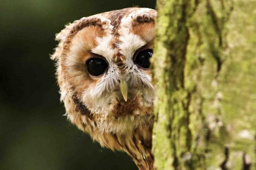 Animal - Barred Owl Wallpaper