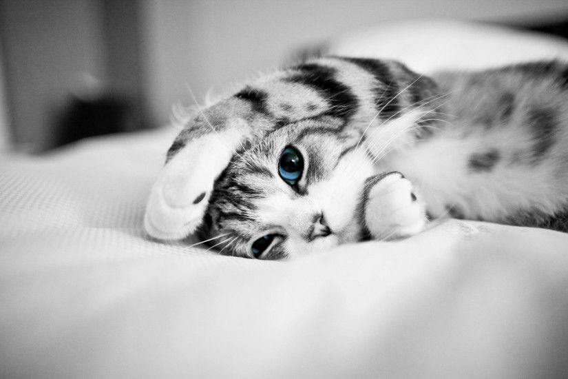 2560x1600 Free-download-Lovely-Cat-Wallpaper