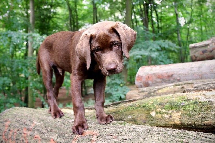 Pics Photos - Chocolate Labrador Dog Wallpaper Dog .