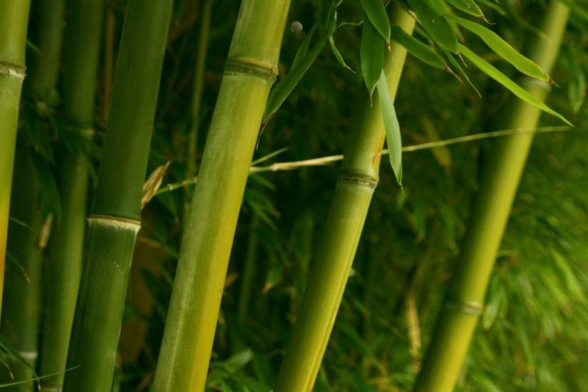 free bamboo background 1920x1080