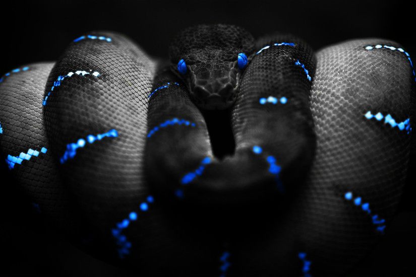 background-blue-snakes-awesome-wallpaper