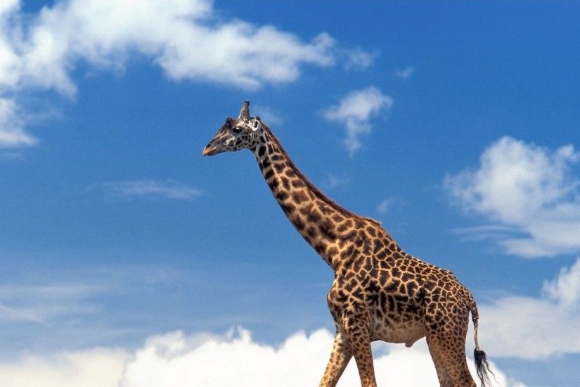 Preview wallpaper giraffe, grass, sky, clouds, walk 1920x1080