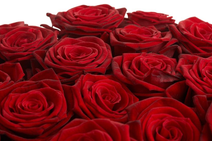 Beautiful Rose Flowers Wallpapers - WallpaperSafari - Beautiful Flowers  Images Roses