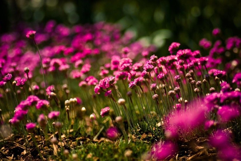 Gorgeous Pink Flowers Wallpaper 871