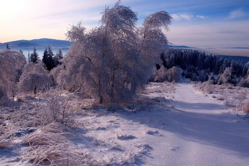... Landscapes Landscape Winter Forest Snow Trees Nature HD Wallpaper