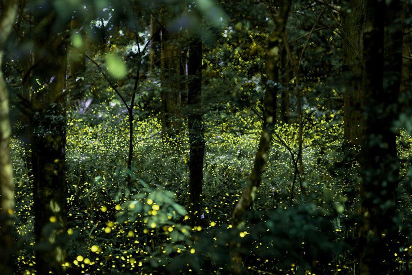 Daytime Fireflies