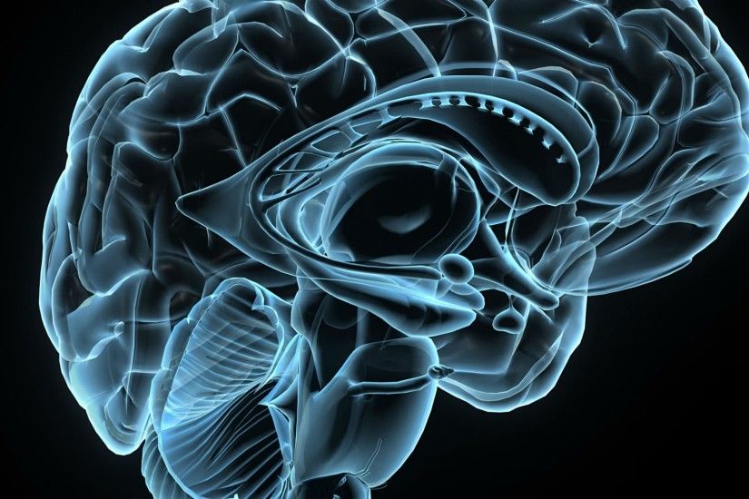Brain Anatomy Medical Head Skull Digital 3-d X-ray Xray Psychedelic  Wallpaper At 3d Wallpapers