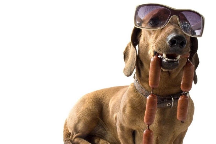 1920x1080 Wallpaper dachshund, dog, sunglasses, sausages, cool