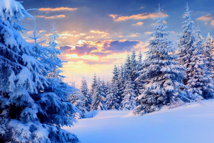 Firs Under Snow Forest wallpapers and stock photos