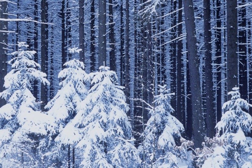 Snow Forest Winter Trees Desktop Wallpapers Backgrounds - 1920x1080