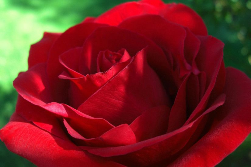 Lovely Red Rose Wallpaper For Desktop - Roses For Desktop