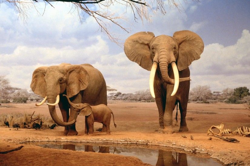 africa wallpaper elephants. Â«Â«