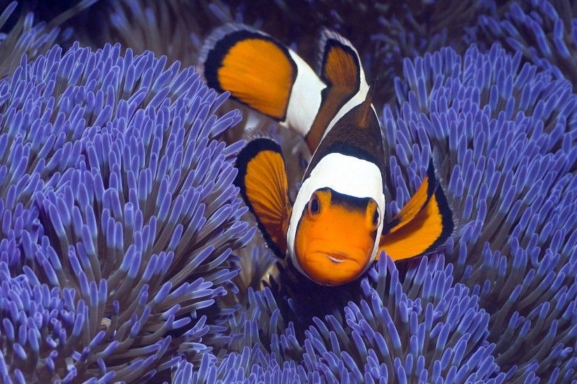 Tropical Fish Clownfish. Tropical Fish Clownfish Desktop Background
