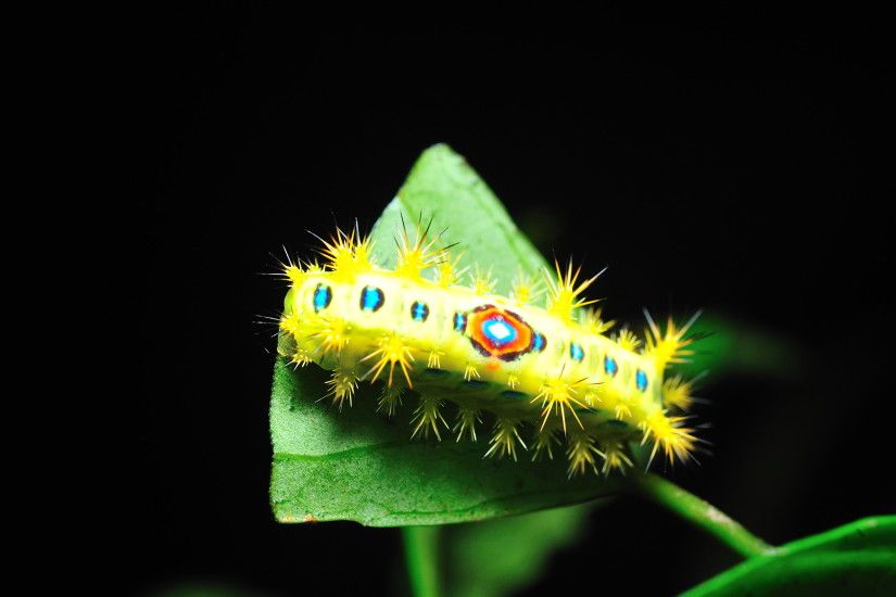 Caterpillar Wallpaper