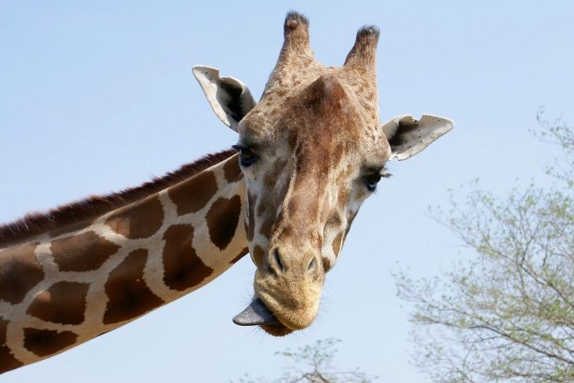 giraffe images free. Â«Â«
