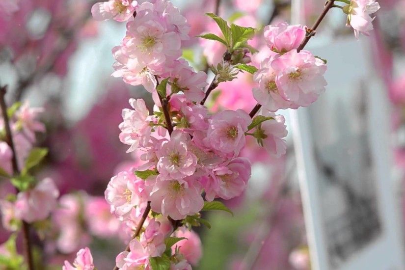 Spring Flowers 1 - Cherry Blossom - Video Background HD 1080p