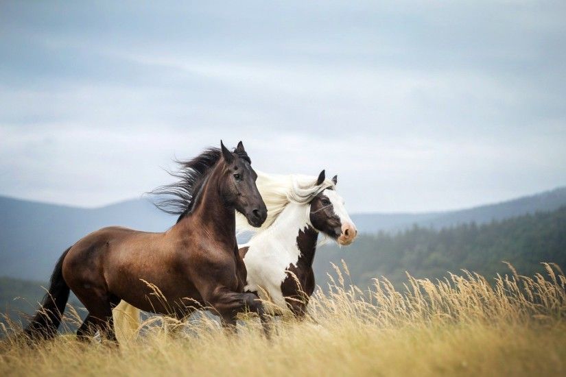 Horses Running In The Field Animal HD Wallpaper