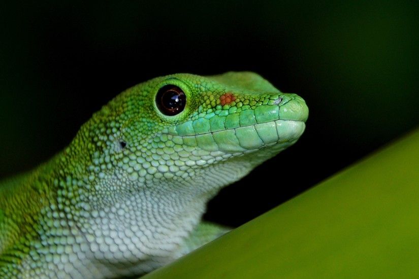Madagascan Gecko