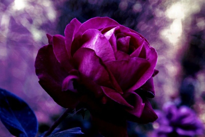 1920x1080 Wallpaper rose, bud, drop, evening, blurring