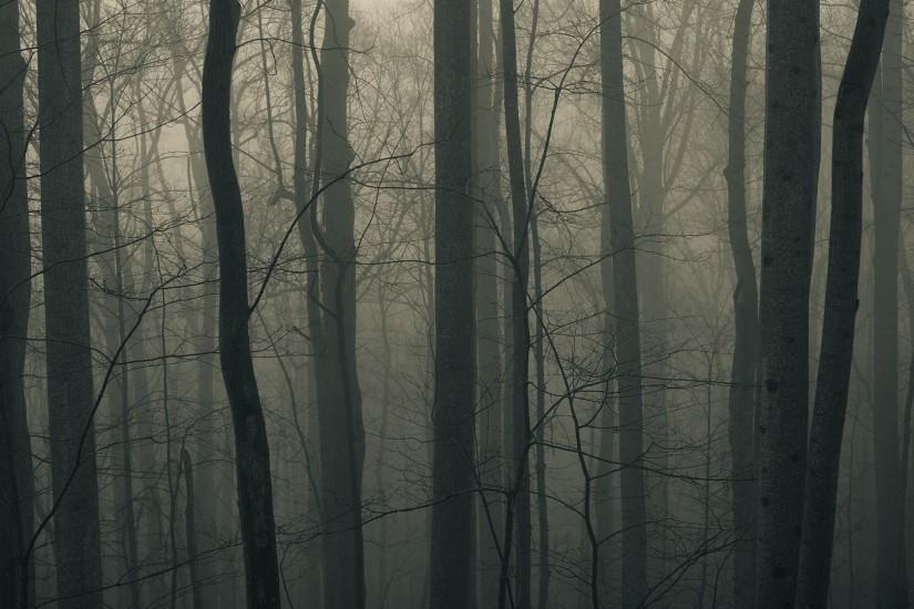 dark, Trees, Forest Wallpaper HD