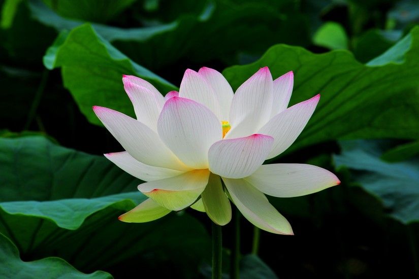 Lotus Flower Black And White Wallpaper