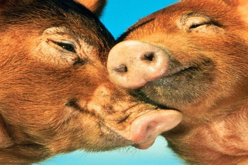 Piggy Love