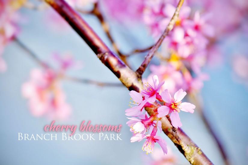 cherry blossom wallpaper 2000x1332 for ipad 2