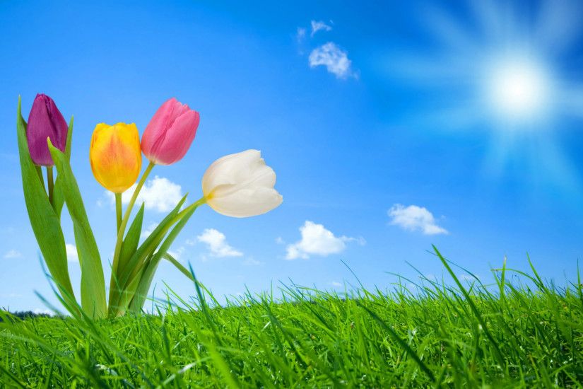 Free Spring Wallpaper Backgrounds | 2012 Nature Wallpapers. All images are  copyrighted by their . Flower BackgroundsWallpaper BackgroundsDesktop ...