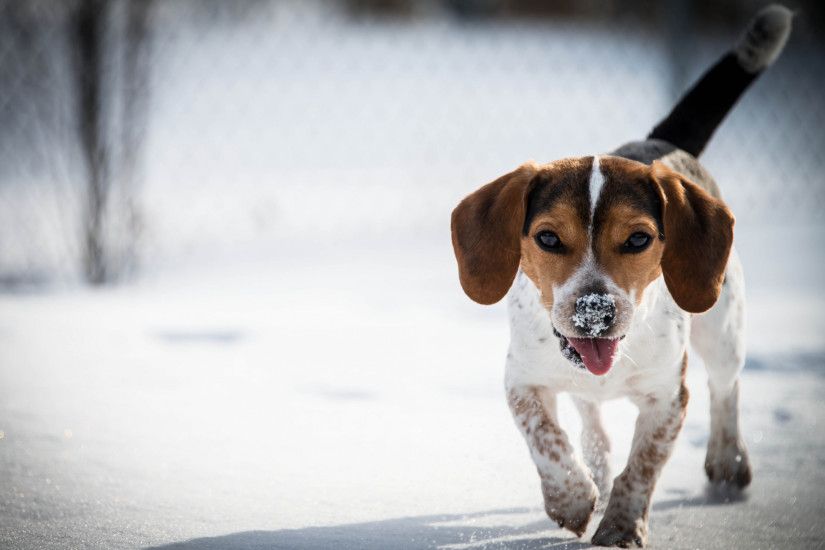 2560x1600 Wallpaper beagle, dog, puppy, snow