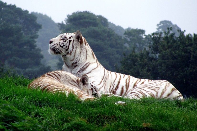 White Tigers Wallpapers - Full HD wallpaper search