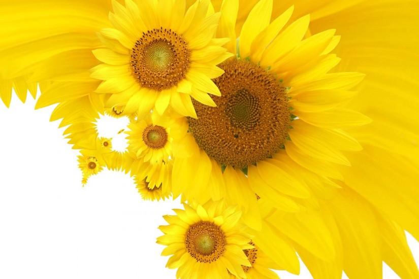widescreen sunflower background 1920x1200 ipad