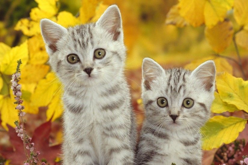 Items similar to 4 Autumn Halloween Cat Kitten Cats Kittens Greeting  Notecards/ Envelopes Set on Etsy
