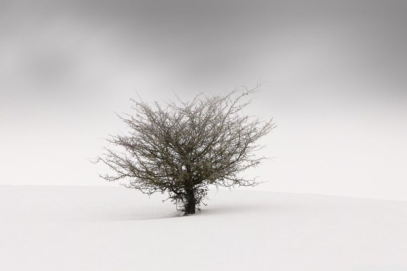 One Tree in the Middle of a Snow Field HD Wide Wallpaper for 4K UHD  Widescreen