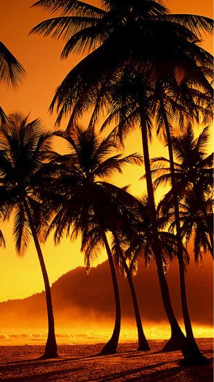 Nature Sunset Beach Coconut Grove #iPhone #7 #wallpaper