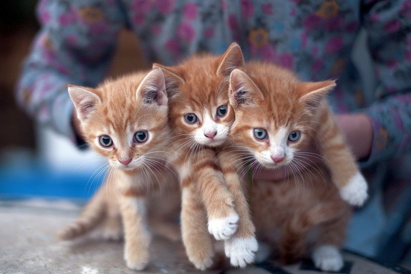 6975891-three-cute-kittens
